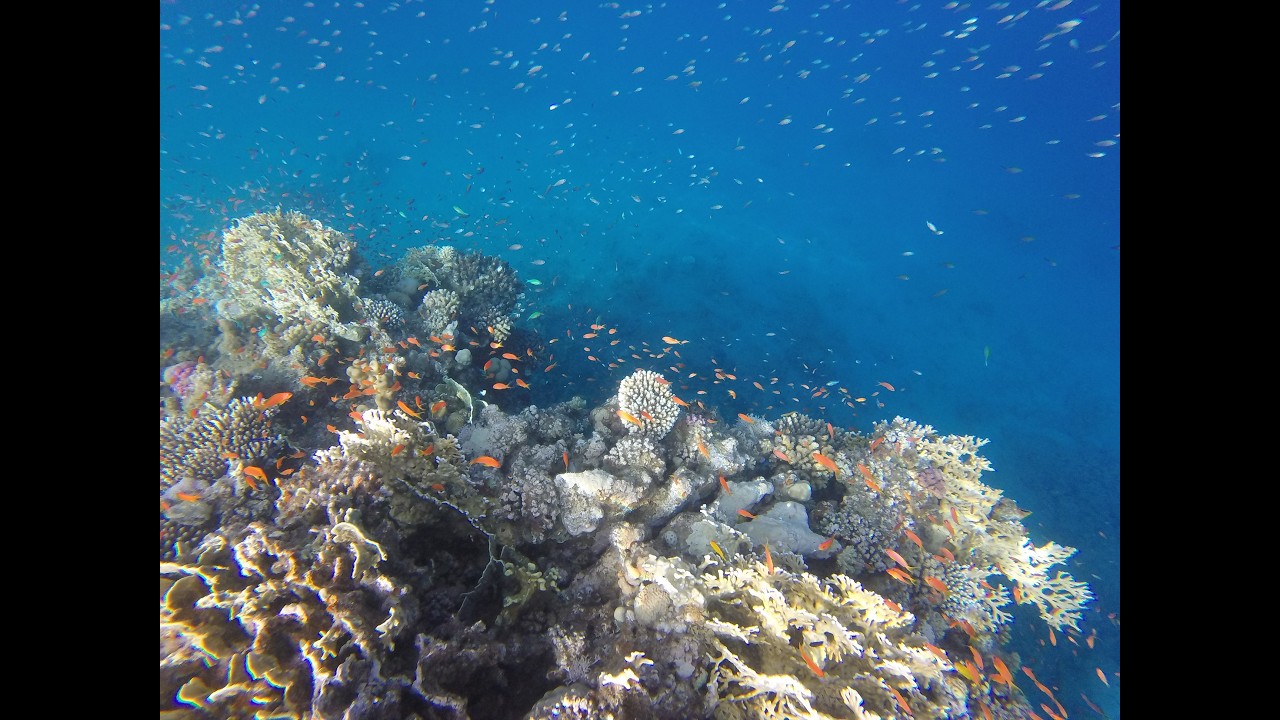 DAHAB 03 2026