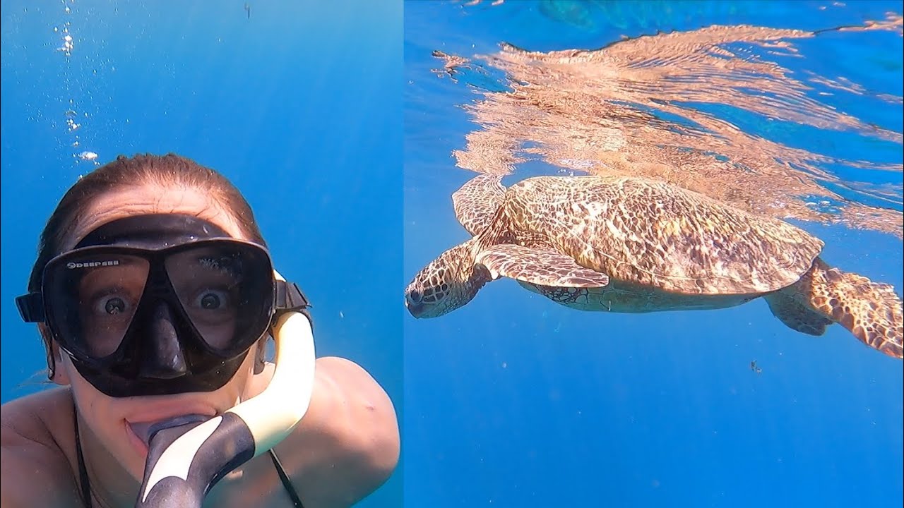 Swimming With Turtles!