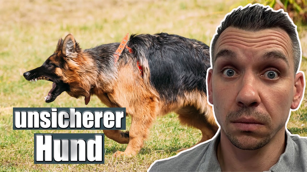 Deinem Hund Sicherheit vermitteln - so klappt es sicher