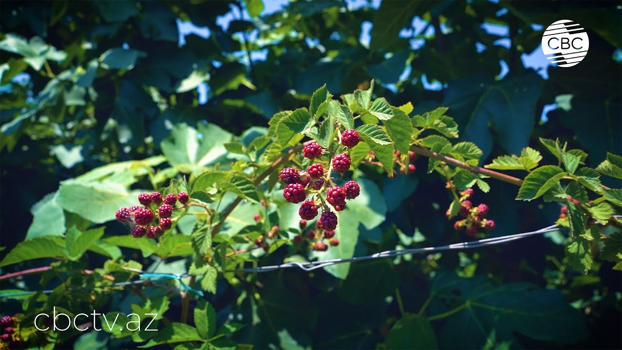 Это Азербайджан ➤ Шеки Bio Garden [4K 60fps] — (CBC TV)