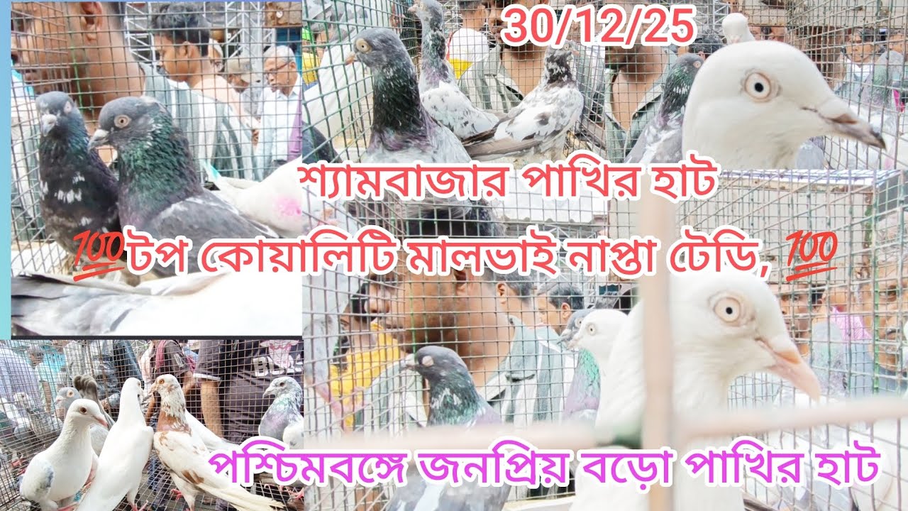 শ্যামবাজার পাখির হাট 💯মালভাই টেডি নাপতা 101 কোয়ালিটি দাদার কাছে পেয়ে যাবেন💯 ভিডিও দেখতে ভুলবে না 💯