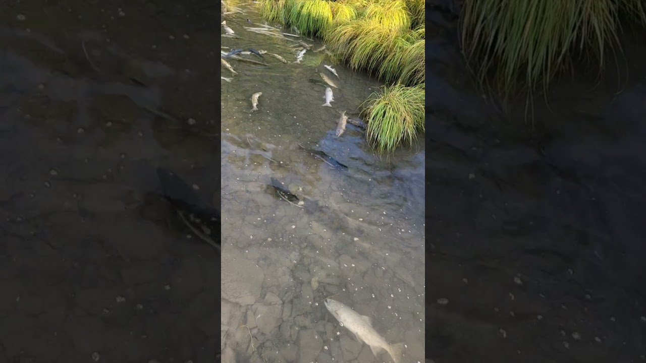 The Circle of Life: Salmon on Their Final Journey