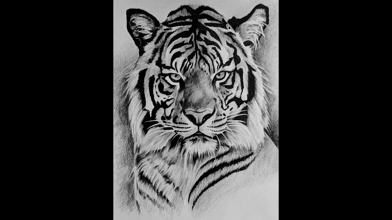 cómo dibujar un tigre 1 parte
