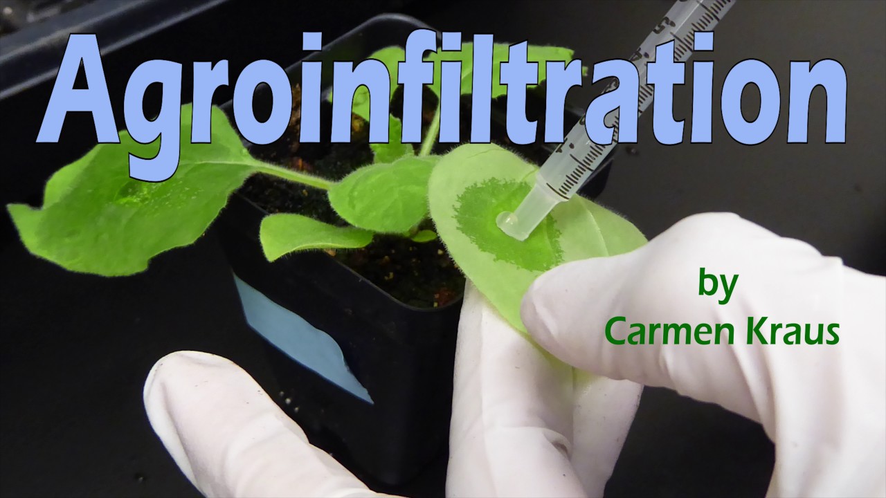 Agroinfiltration