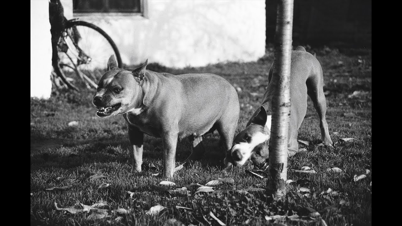 Canon EOS 300. My first couples rolls of 35mm film. Agfa APX 100, asa400, Kodak ultraMax400.