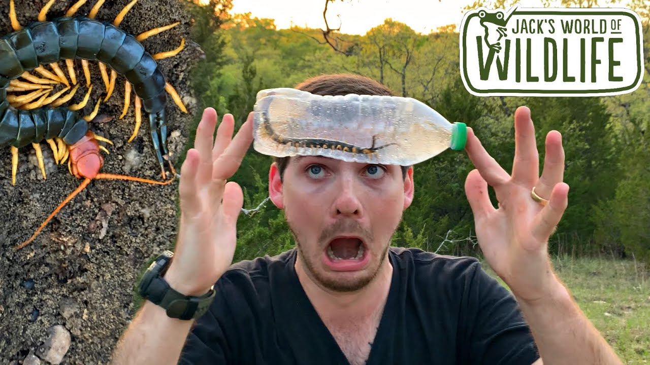 HOW to CATCH a CENTIPEDE in a WATER BOTTLE!