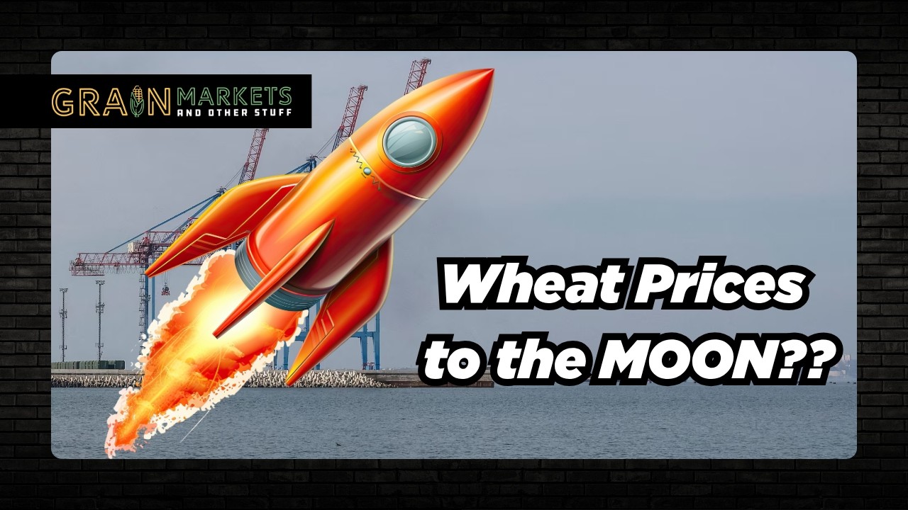 Wheat FACE RIPPER - Huge Amount of Black Sea Exports to be LOST??