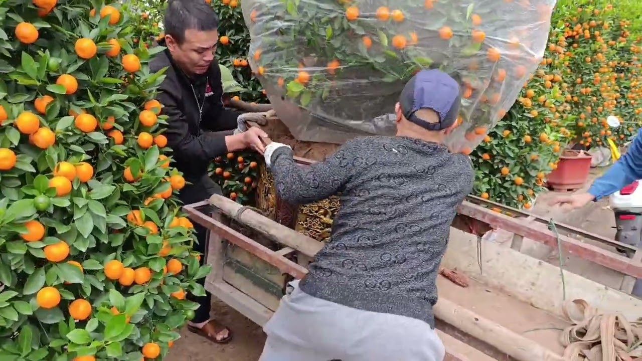 Buổi chiều đi chải nghiệm ngắm đào quất mai; Của những ngày cuối năm ?