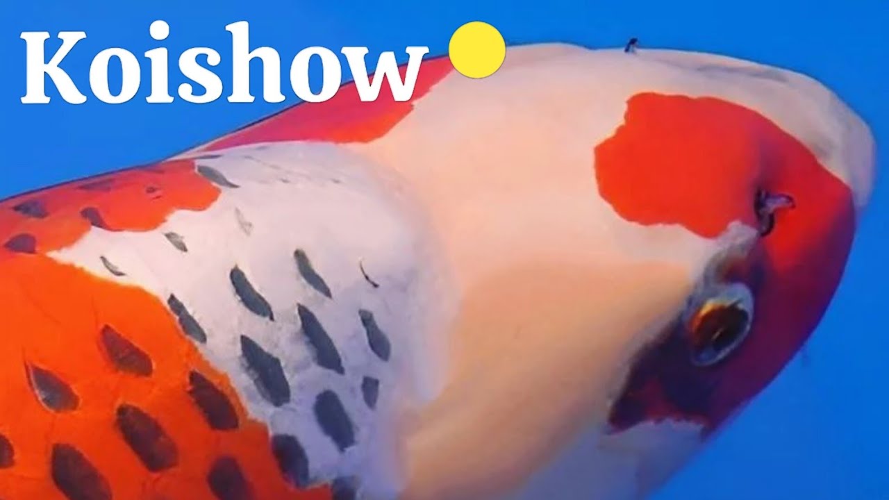 Niigata Nogyosai Koi Show - Breathtaking Footage!