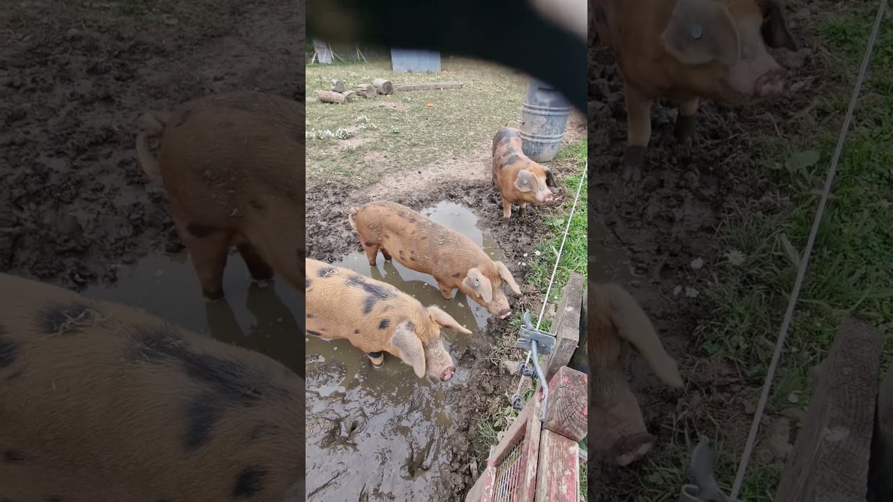 #piglife