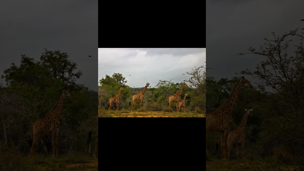 #angola#nature#beautiful#africa#mindrelaxing