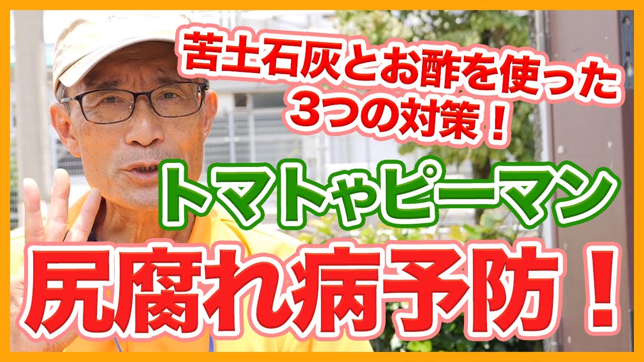 家庭菜園や農園のトマト栽培とピーマン栽培で尻腐れ病対策！苦土石灰とお酢を使った３つの対策とトマト＆ピーマンの育て方！【農園ライフ】