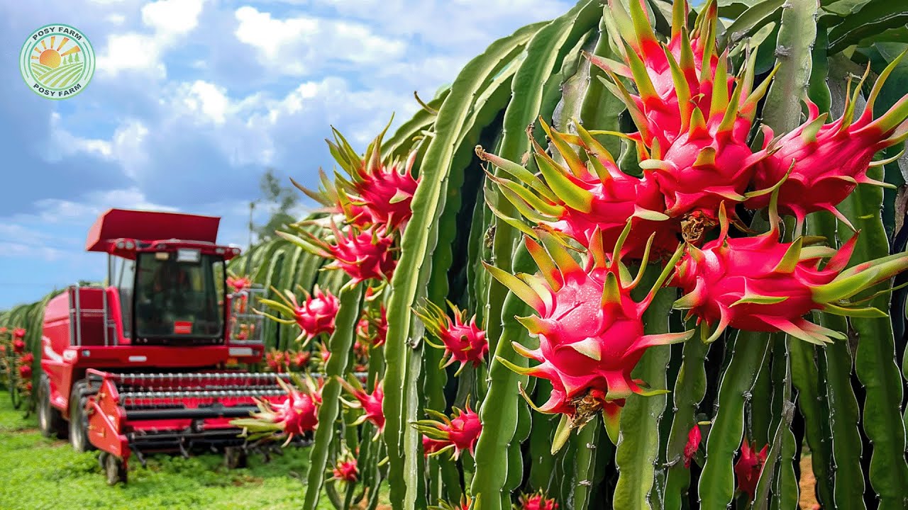 How Vietnam Farmers Harvest Millions of Dragon Fruits – Amazing Asian Farm