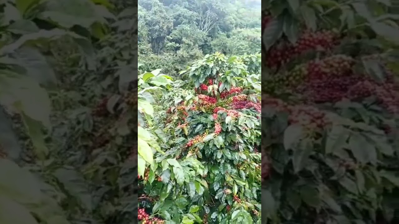kopi ateng super gayo sangat mendunia,,,