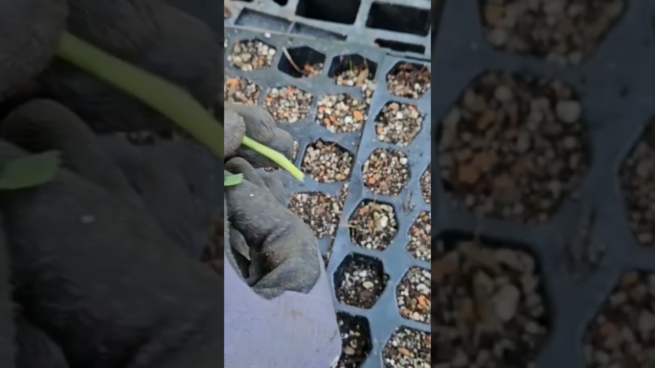 How to get rid of spider mites on tomato plants