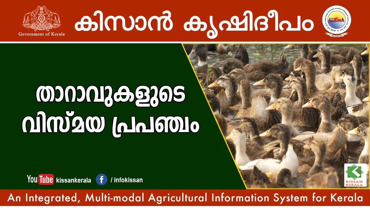 Amazing world of broiler ducks