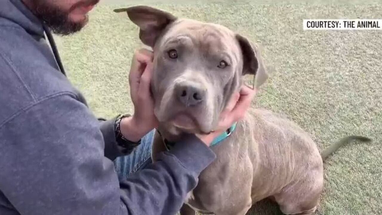 Pet Pals: Take Home Jack