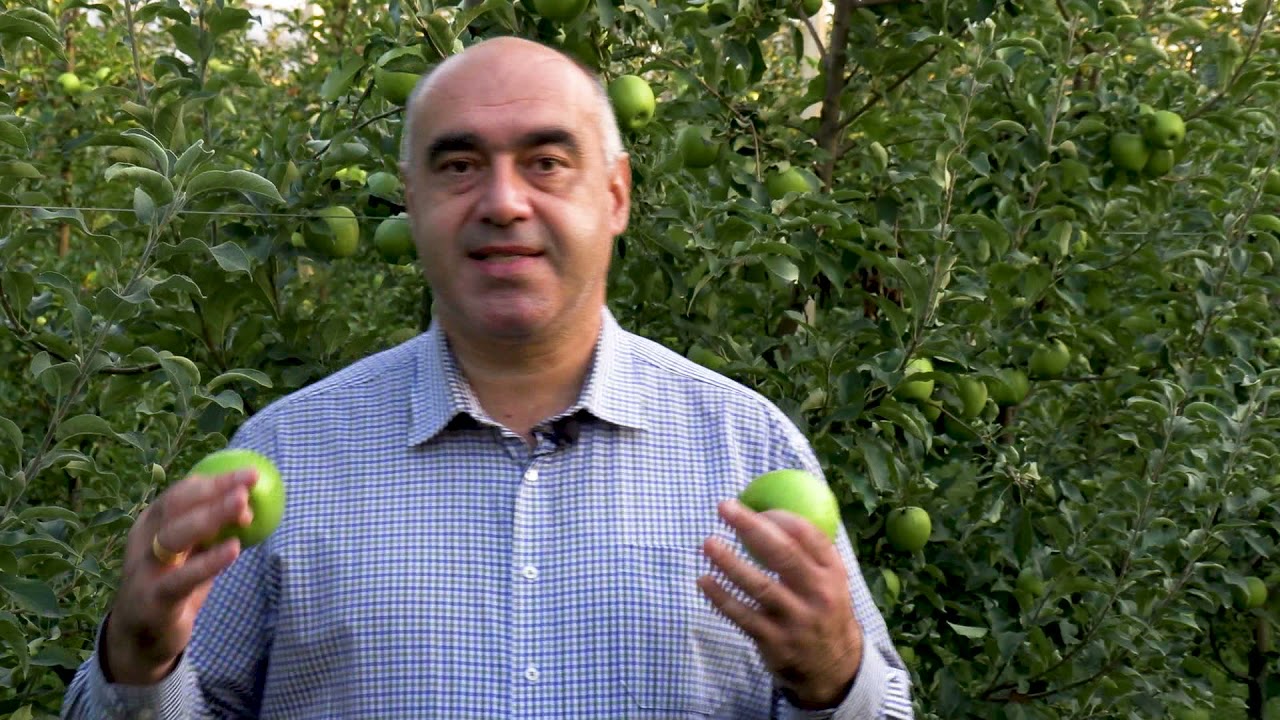 ვაშლის ახალი ჯიშები