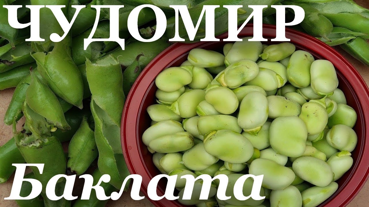 ЧУДОМИР: Баклата.