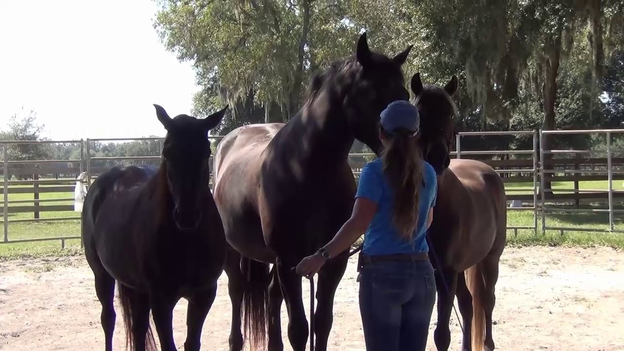 Fixing the Buddy Sour Horse, Mares & Geldings: Part III