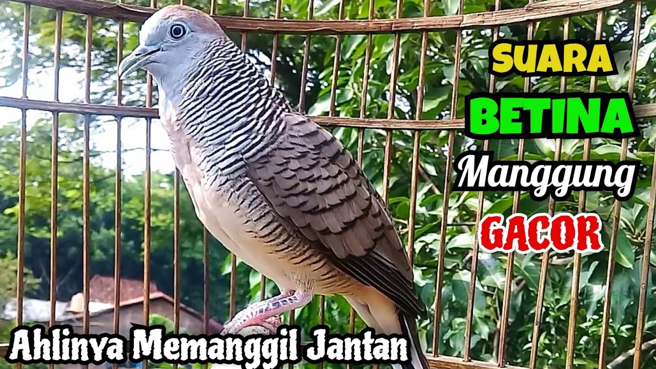 Perkutut BETINA GACOR Memanggil JANTAN || The female turtle dove calls the male
