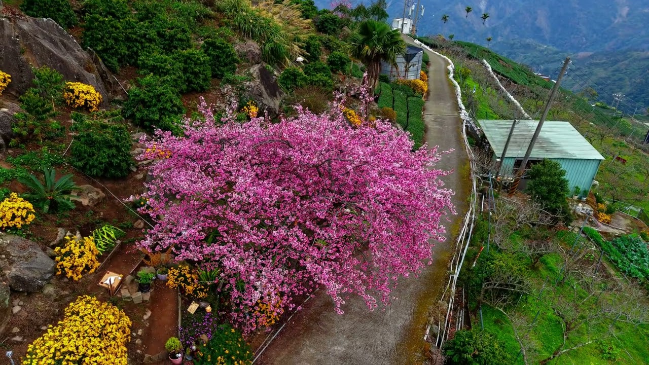 太和樟樹湖櫻花（櫻王 櫻后 櫻妃）