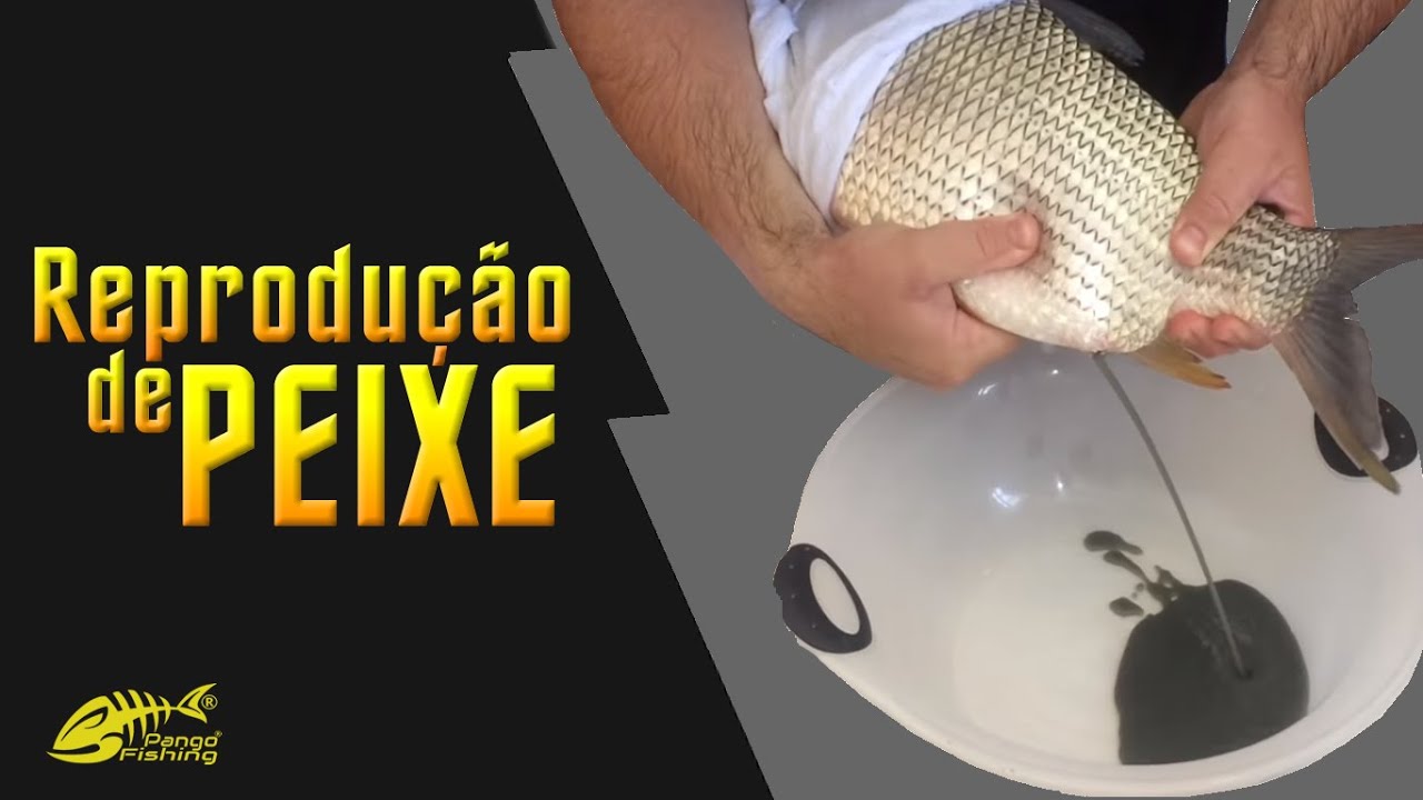 REPRODUÇÃO DE PEIXE - Parte 3 - EXTRUSÃO