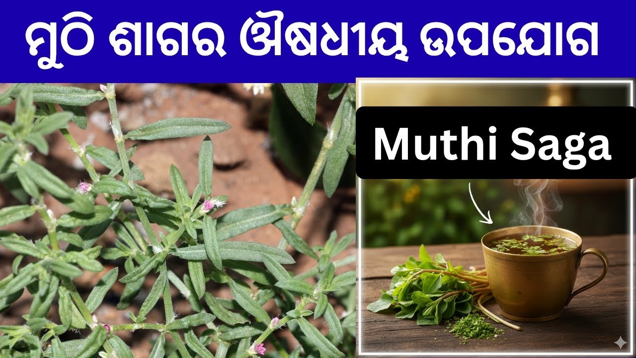  ମୁଠି ଶାଗ (ଚିମୁଟି ଶାଗ)ର ଆଶ୍ଚର୍ଯ୍ୟଜନକ ଔଷଧୀୟ ଗୁଣ 🌿  Muthi Saga Benefits in Odia।  Polygonum plebeium