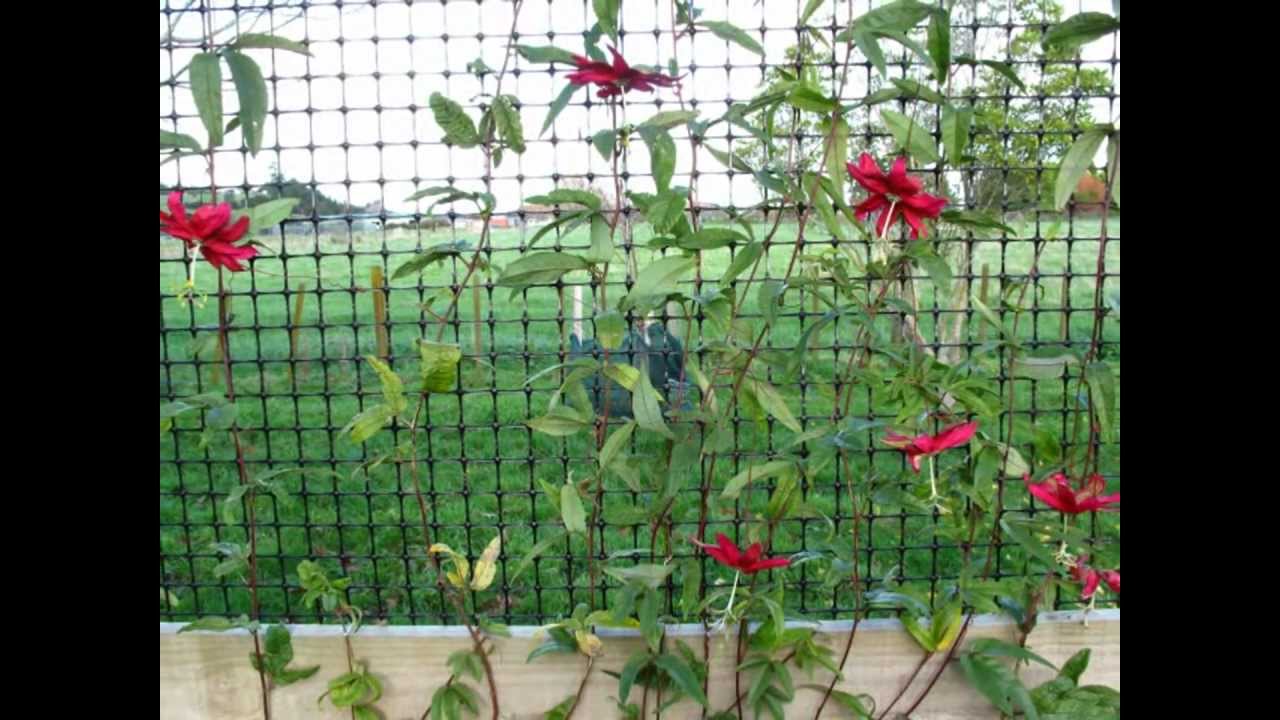 'Red Banana' Passionfruit DEVASTATION!