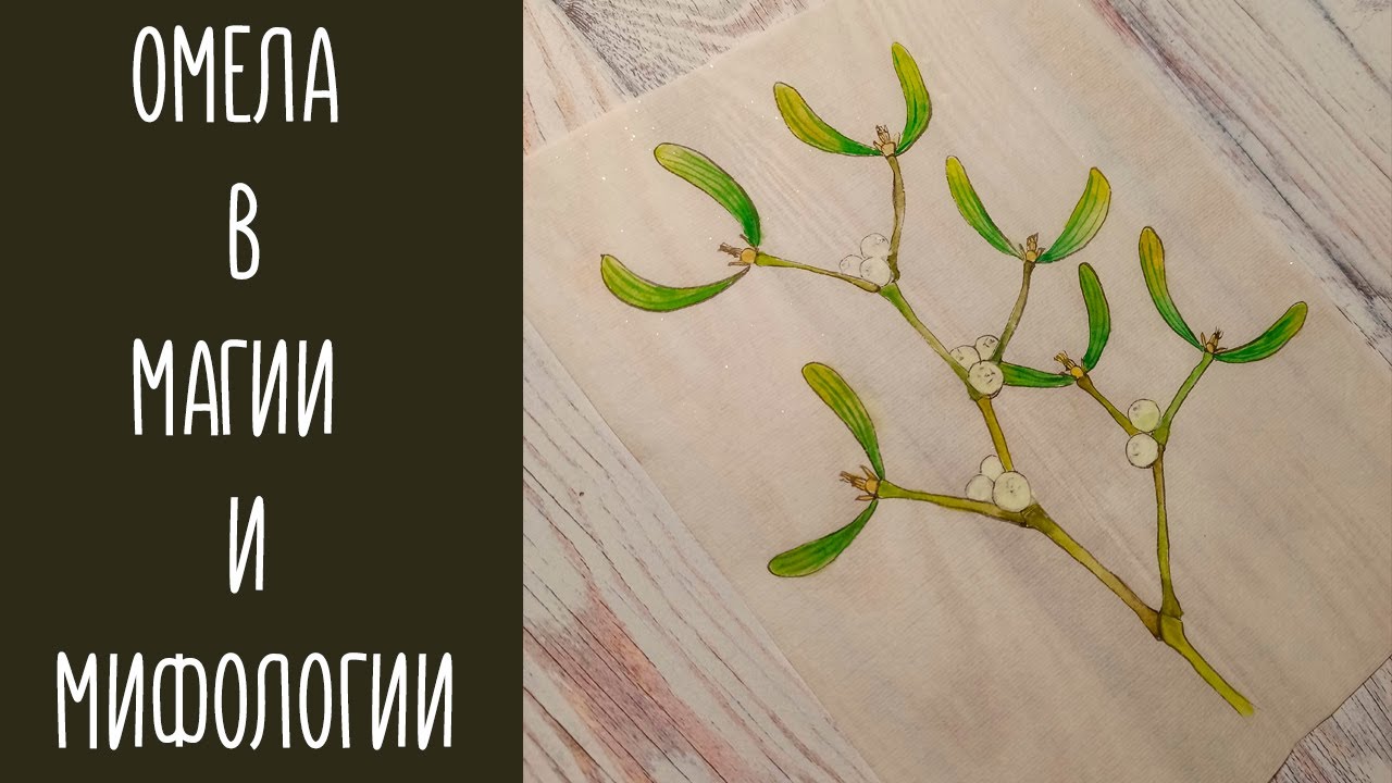 Омела в Магии и Мифологии ▌Рисуем Омелу