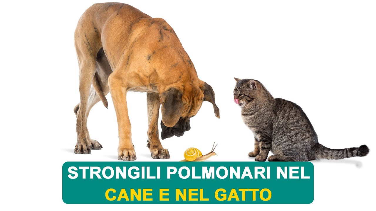 STRONGILI POLMONARI NEL CANE E NEL GATTO 🐌