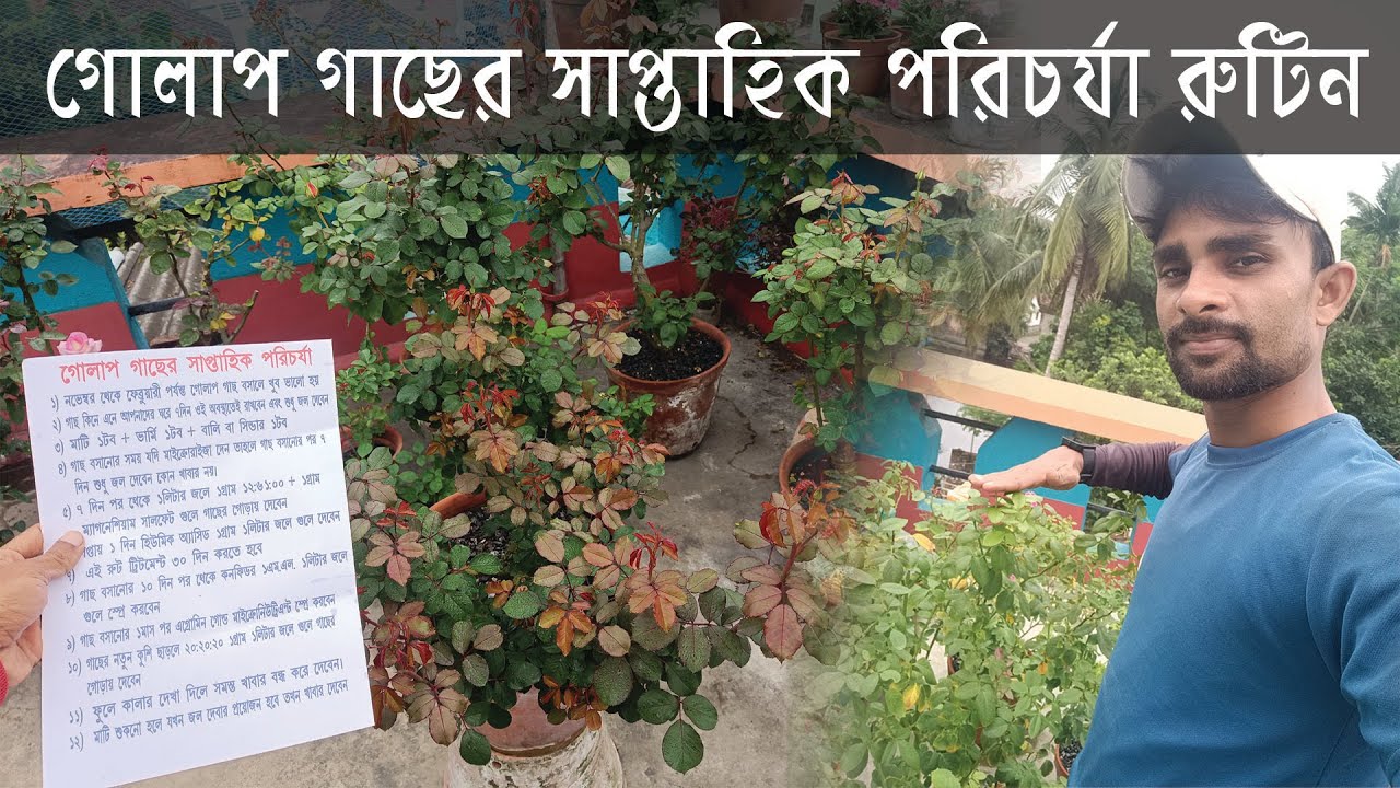 Weekly Care Rose Plant | Golap gacher porichorja bengali | Bagan Bari