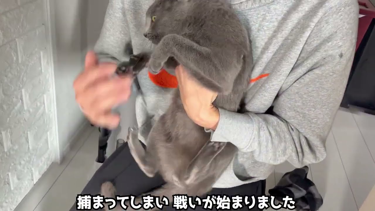 【ちょっかい】じゃれ合いたい！