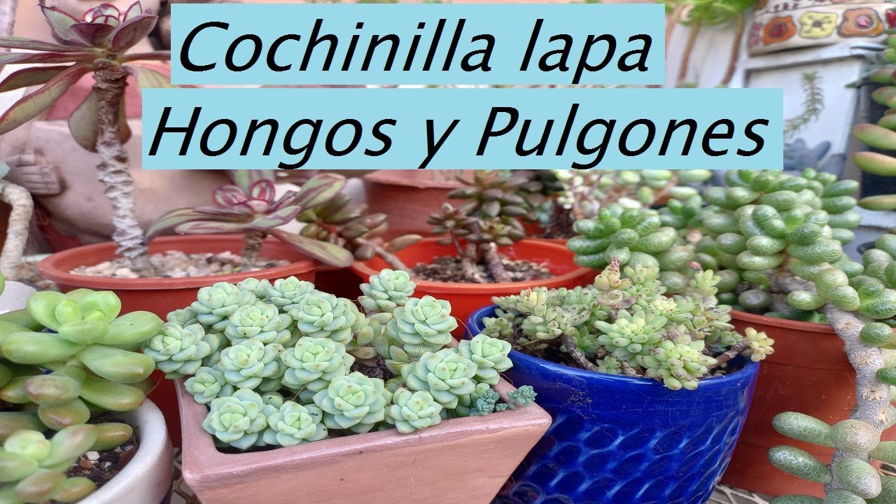 Cómo elimino Cochinilla lapa Hongos Pulgones #lasplantasdegeral #plagas #cactus #suculentas #jardin