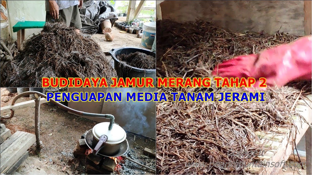 UJICOBA BUDIDAYA JAMUR MERANG TAHAP 2 - SKALA RUMAH TANGGA (PENGUAPAN MEDIA JERAMI)