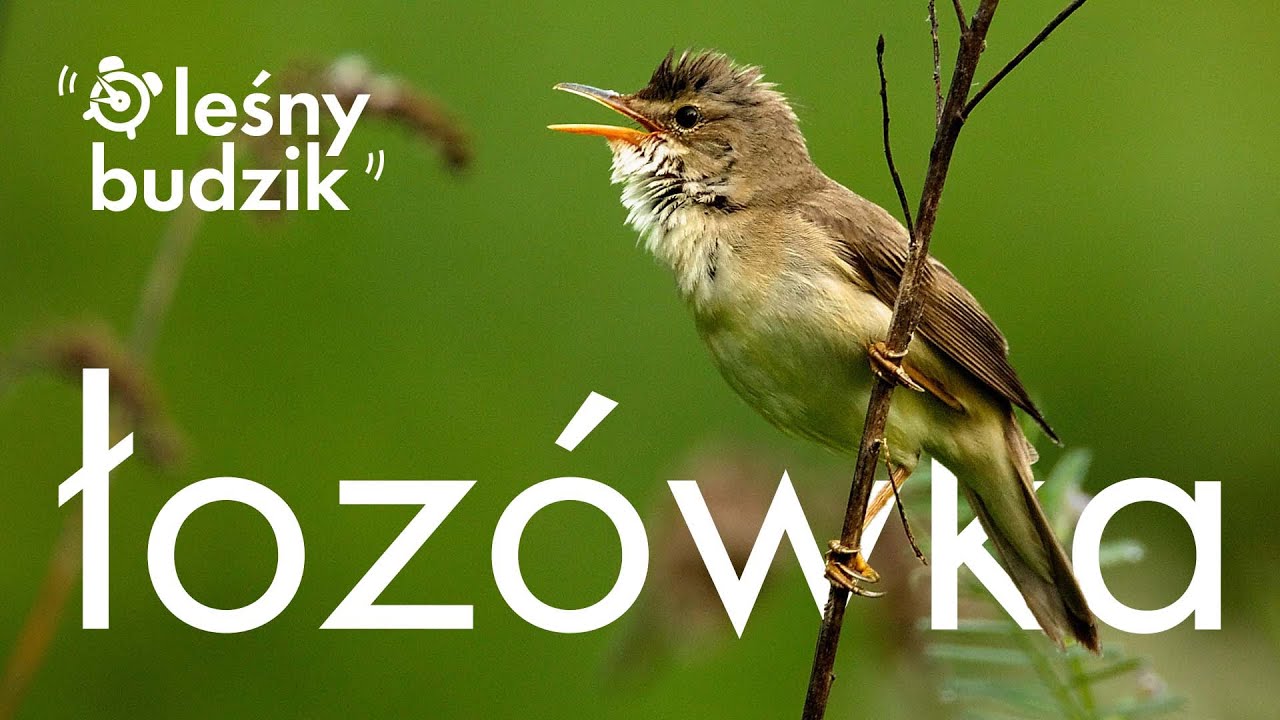 Leśny Budzik - Łozówka