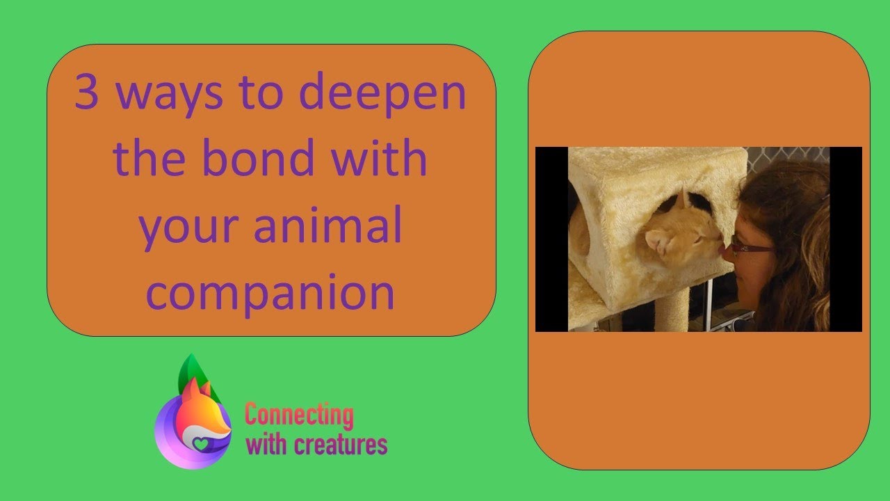 3 Ways to deepen Bond with Animal Companions
