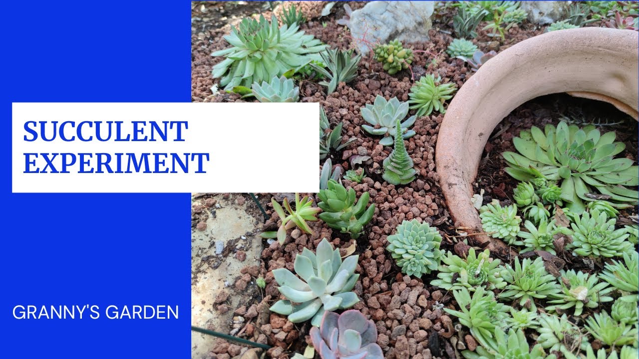 SUCCULENT EXPERIMENT