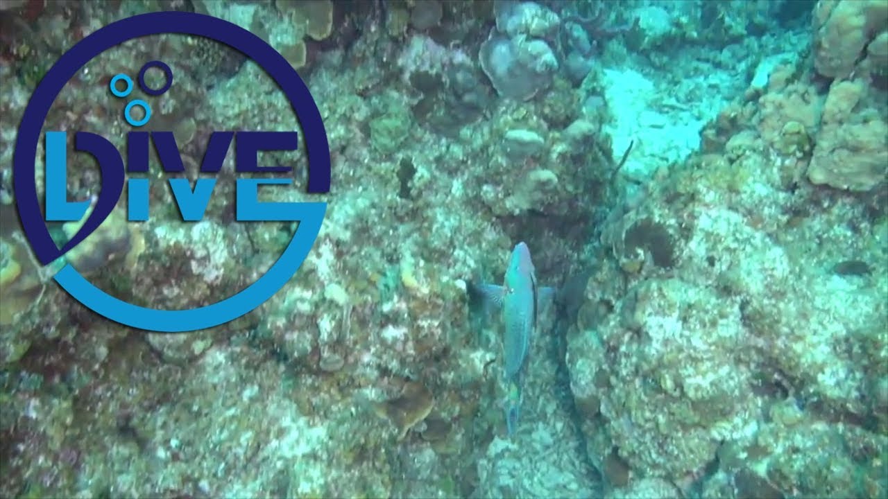 Parrotfish car pool!