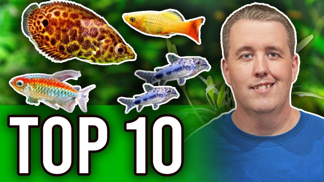 Top 10 Fish That Are Perfect For Planted Aquariums