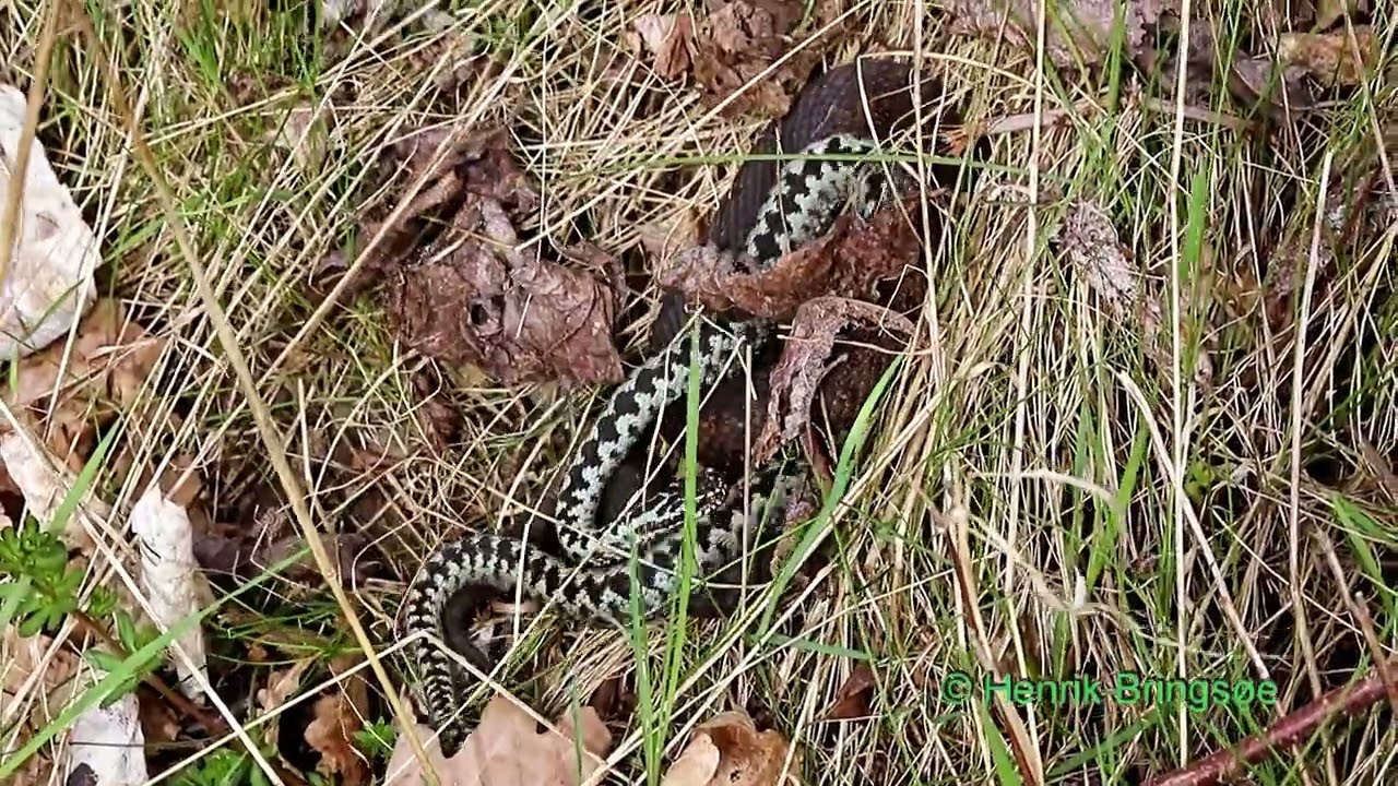 Copulation in Vipera berus, the Adder
