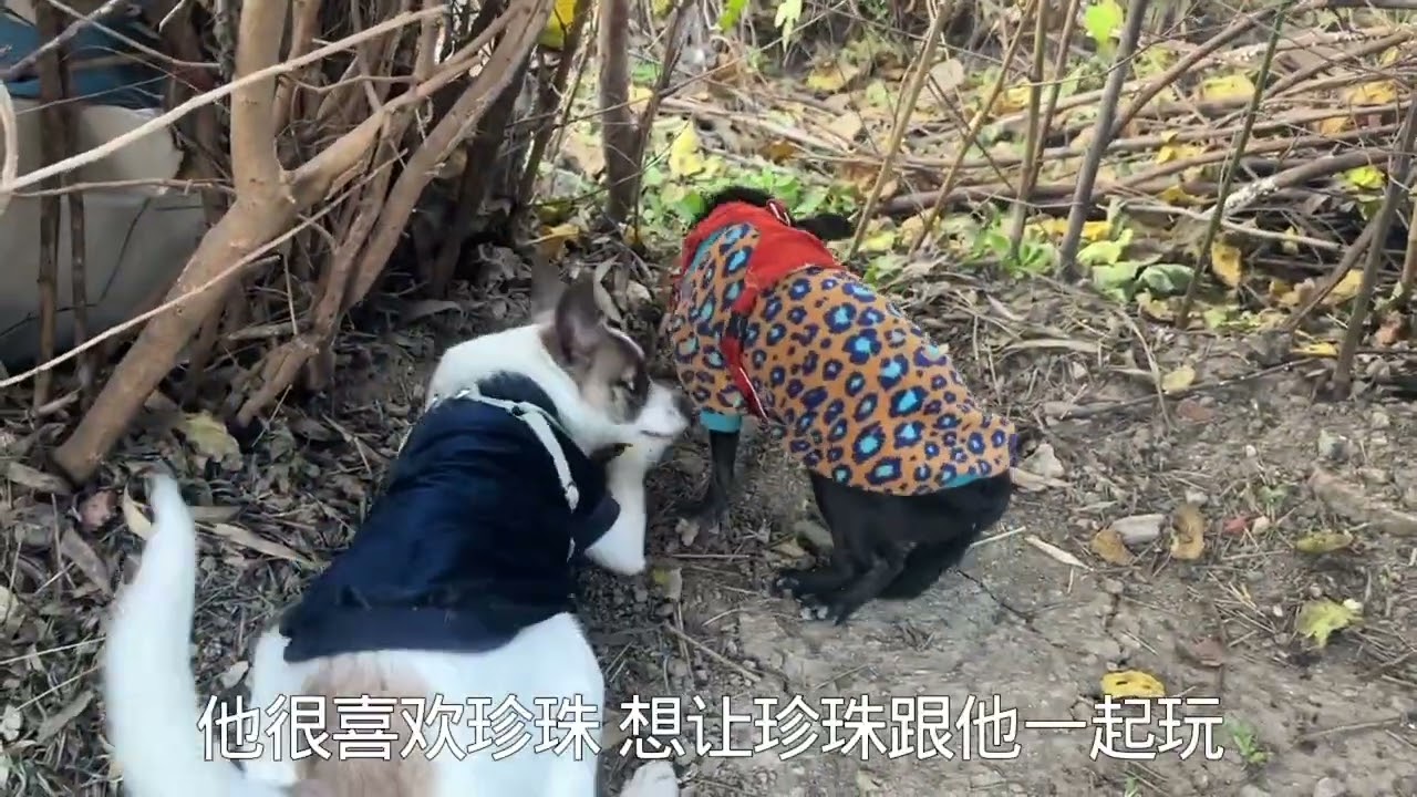 收养的残疾流浪狗正在挖土，五十推了她一下转身就跑，太调皮了