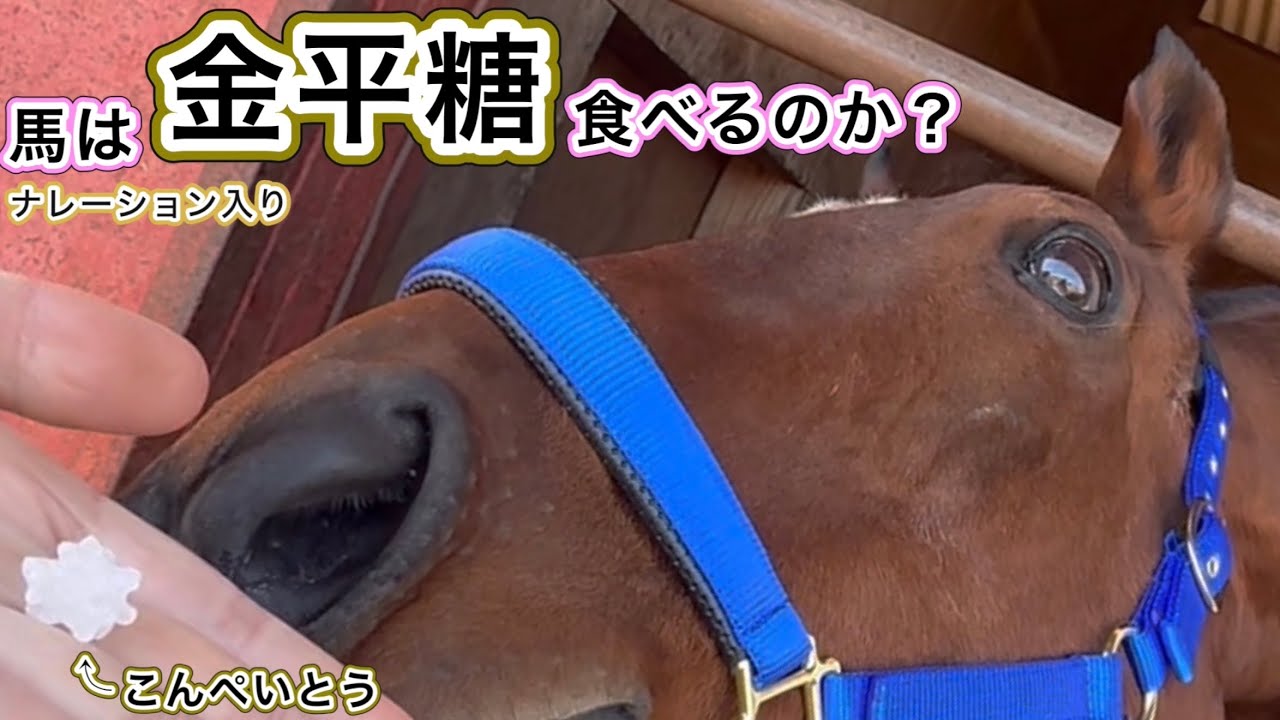 馬は金平糖たべるのか？ ナレーション入り#引退馬　#horse 　#なみあし会　#金平糖