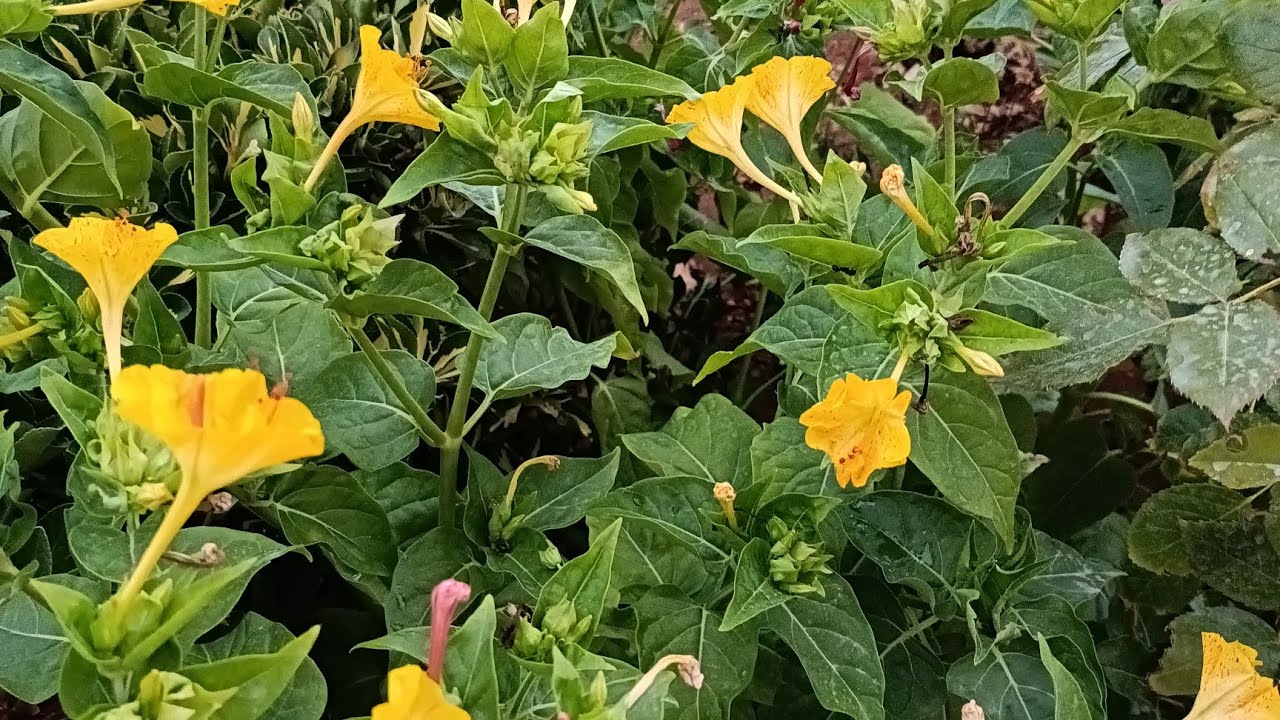 جوله مسائيه وزراعة بعض النباتات الجميلة 💐