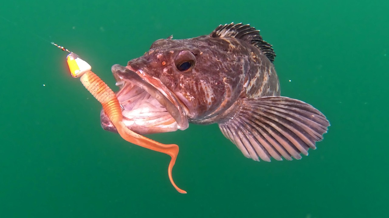 🔥15 Lingcod Day🔥Non-Stop CATCHING BIG Rockfish & Lingcod w/NEW @Piscifun NautiX Reel