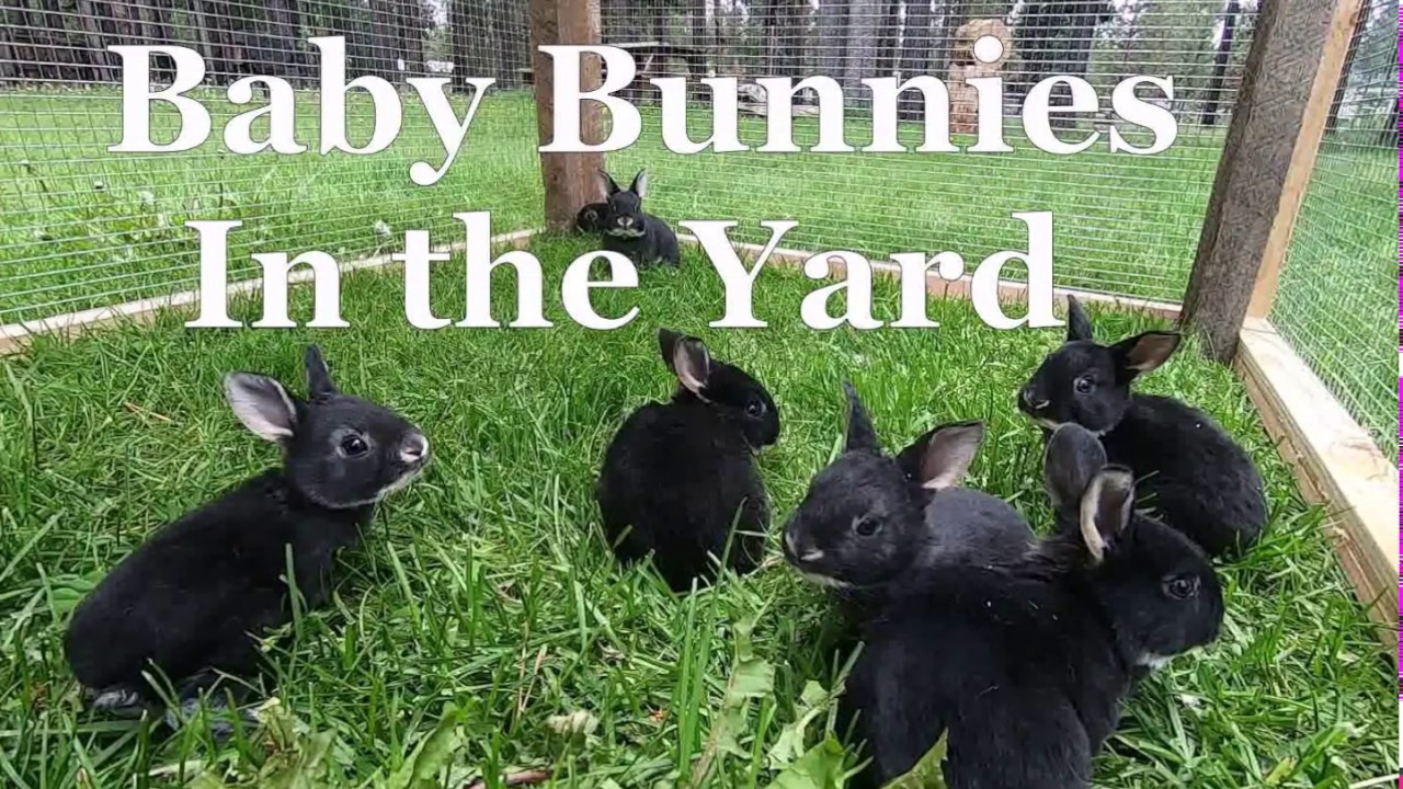 Baby Bunnies In the Yard