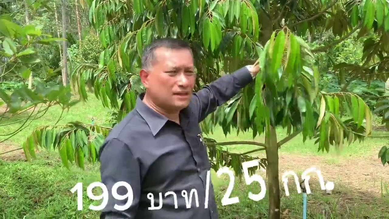 ยิปซัม Dr.Thon & สวนทุเรียน จ.ชุมพร (51)บริการจัดส่ง โทร.099-425-6888