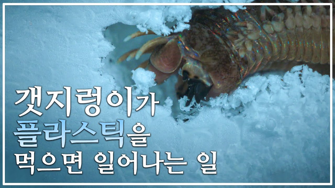 인간이 쉽게 쓰고 버린 플라스틱은 바다 생물에 어떤 영향을 미칠까?ㅣ다큐프라임 - 인류세 2부 플라스틱 화석ㅣ#골라듄다큐