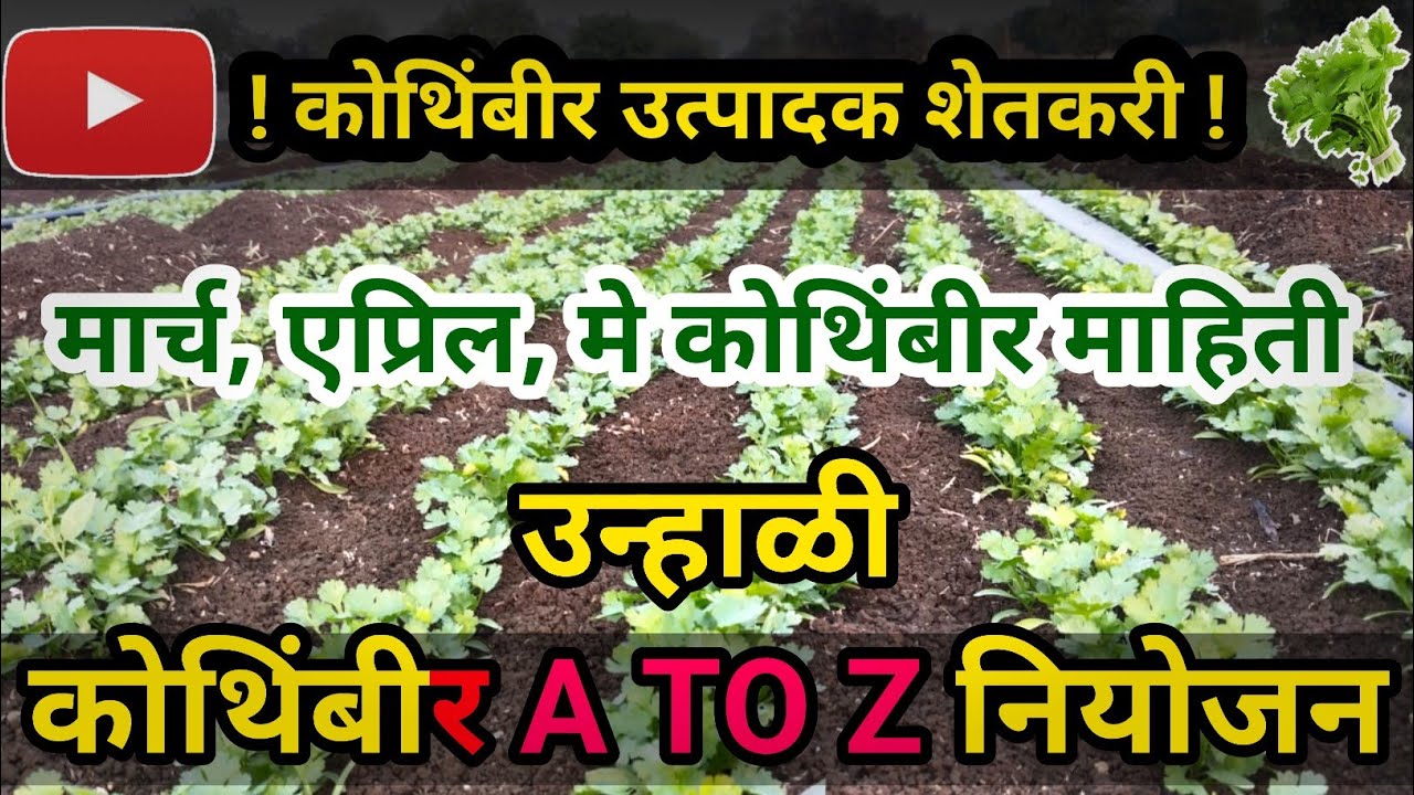 Unali kothimbir lagwad mahiti || उन्हाळी कोथिंबीर A TO Z नियोजन || मालामाल करणारे उन्हाळी पिक