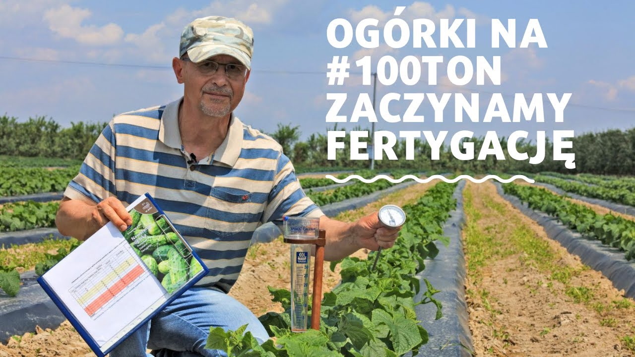 Ogórki na #100ton. Zaczynamy fertygację